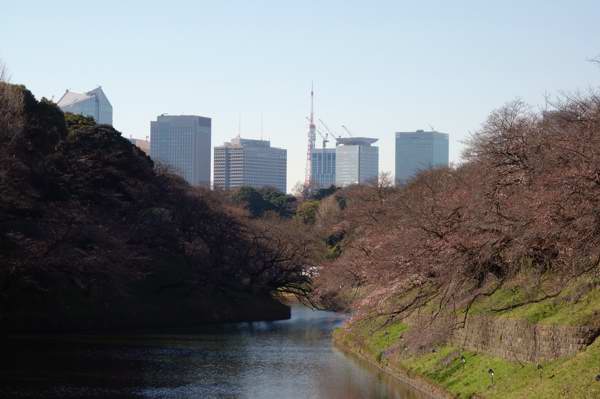 千鳥ヶ淵からの東京タワー